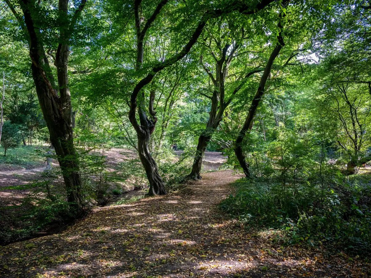 Epping forest