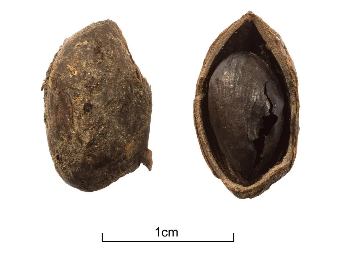 A single charred pistachio nut was recovered from a waterlogged Roman well